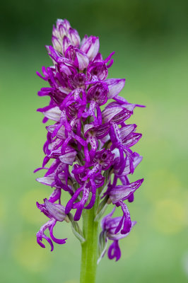 Poppenorchis x Soldaatje