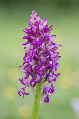 Poppenorchis x Soldaatje