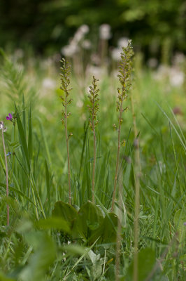 Grote keverorchis - Neottia ovata