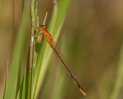g9/56/1118356/3/153347500.zJ1vV6ID.jpg