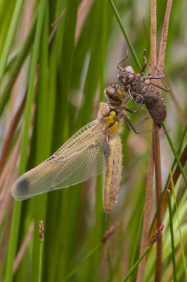 Viervlek - Libellula quadrimaculata