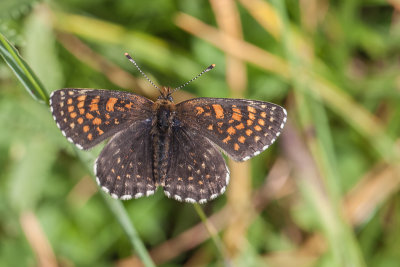 Woudparelmoervlinder - Melitaea diamina