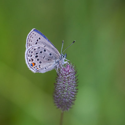 Veenbesblauwtje - Plebejus optilete