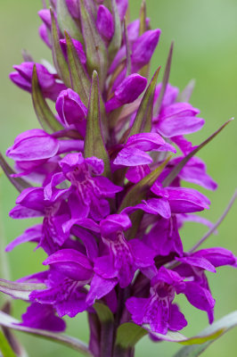 Brede orchis - Dactylorhiza majalis