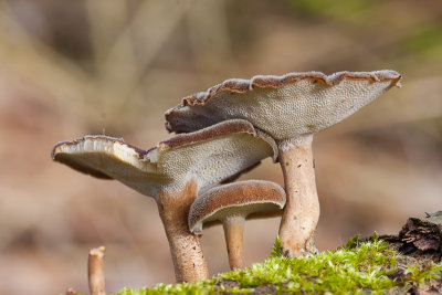 Winterhoutzwam - Polyporus brumalis