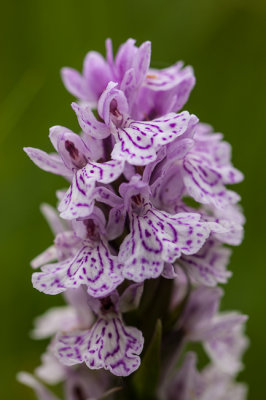 Gevlekte duinorchis - Dactylorhiza maculata sp podesta