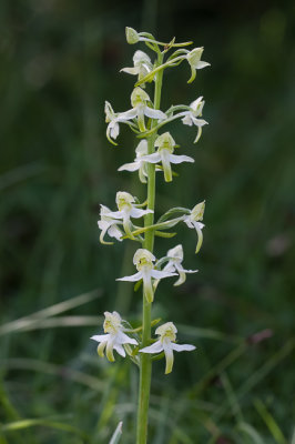 Bergnachtorchis - Platanthera chlorantha