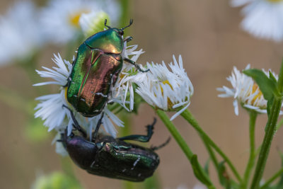 Gouden tor - Cetonia aurata