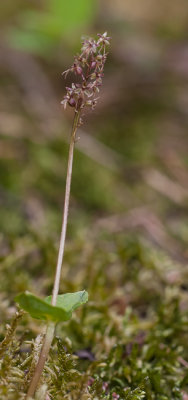 Kleine keverorchis - Neottia cordata