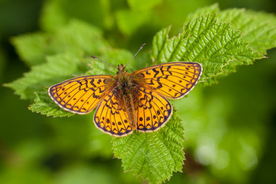 Ringoogparelmoervlinder - Boloria eunomia