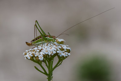 Zadelsprinkhaan - Ephippiger ephippiger