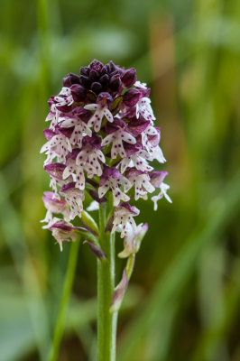 Aangebrande orchis - Neotinea ustulata