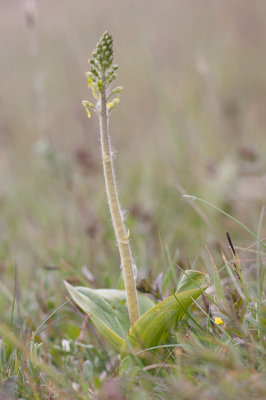 Grote keverorchis - Neottia ovata