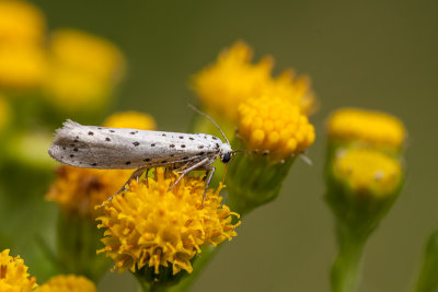 Stippelmot - Hyponomeuta padellus