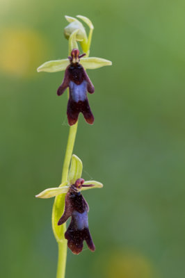 Vliegenorchis - Ophrys insectifera