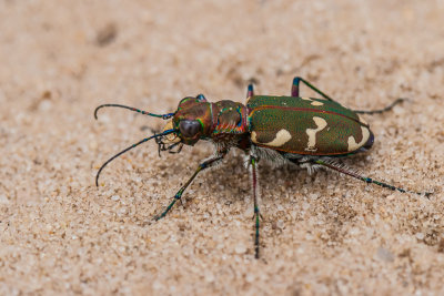 Bronskleurige zandloopkever - Cicindela hybrida