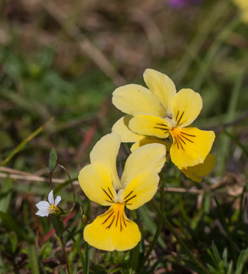 Zinkviooltje - Viola lutea