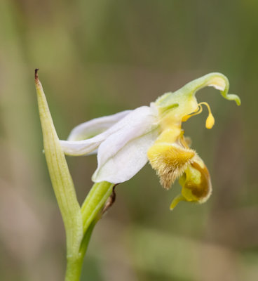 Bijenorchis - Ophrys apifera