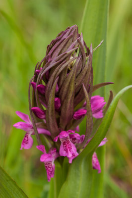 Vleeskleurige orchis - Dactylorhiza incarnata