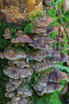 Elzenweerschijnzwam - Inonotus radiatus