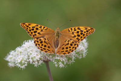 Keizersmantel - Argynnis paphia