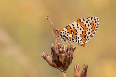 Tweekleurige parelmoervlinder - Melitaea didyma