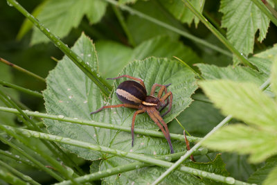 Gerande oeverspin - Dolomedes fimbriatus