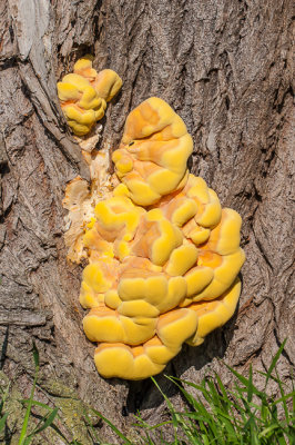 Zwavelzwam - Laetiporus sulphureus