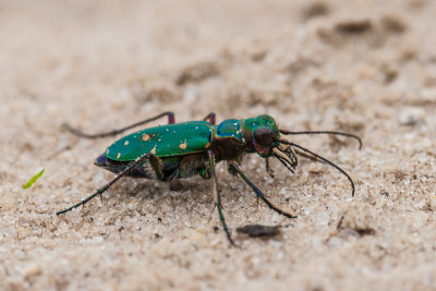 Groene zandloopkever - Cicindela campestris