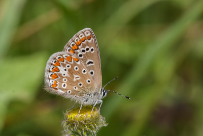Icarusblauwtje - Polyommatus icarus