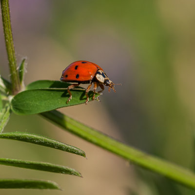 Lieveheersbeestje - Coccinella sp