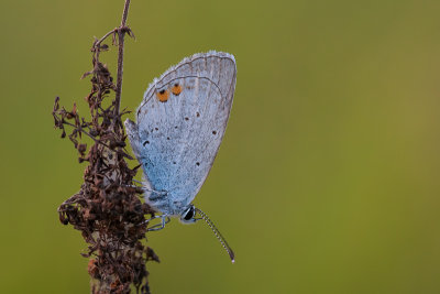 Staartblauwtje