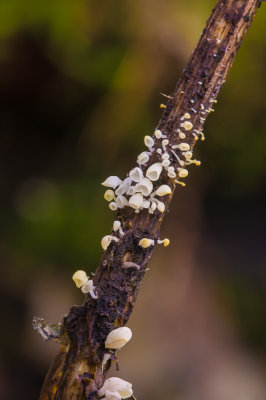 Brandnetelkelkje - Calyptella capula ss.lato