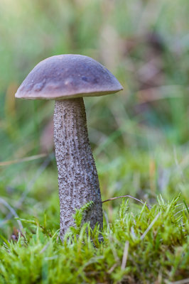 Zwarte berkenboleet - Leccinum melaneum