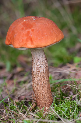 Oranje berkenboleet - Leccinum versipelle