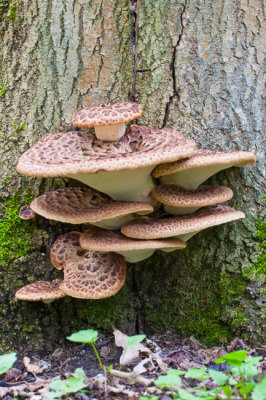 Zadelzwam - Polyporus squamosus