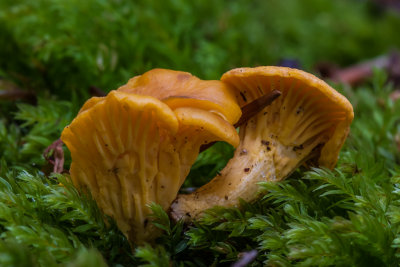 Hanenkam - Cantharellus cibarius