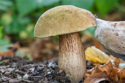 Netstelige heksenboleet - Boletus luridus