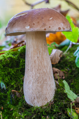 Gewoon eekhoorntjesbrood - Boletus edulis