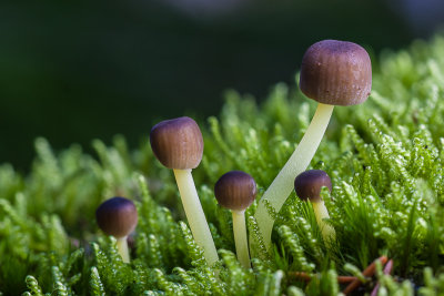 Graskleefsteelmycena - Mycena epipterygia