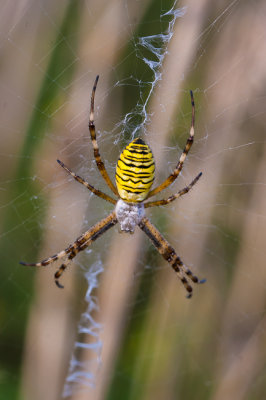 Wespspin - Argiope bruennichi