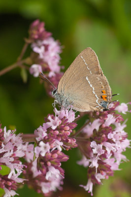 Wegedoornpage - Satyrium spini