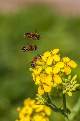 Blinde bij - Eristalis tenax