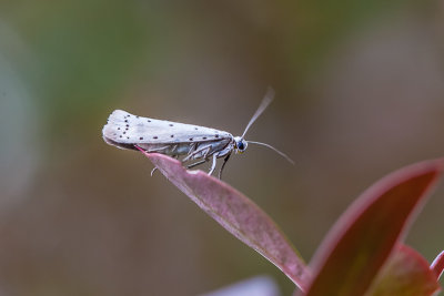 Stippelmot - Hyponomeuta padellus