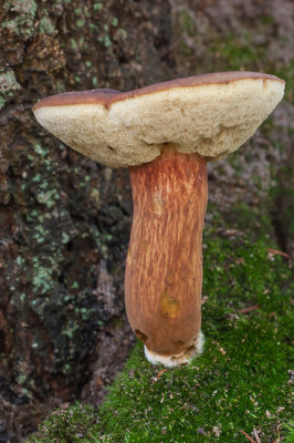 Denneneekhorentjesbrood - Boletus pinophillus