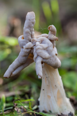 Witte kluifzwam - Helvella crispa