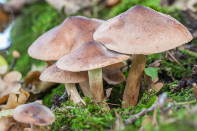 Ridderzwam sp - Tricholoma sp