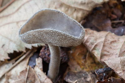 Schotelkluifzwam - Helvella macropus