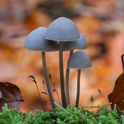 Grijze mycena - Mycena cinerella