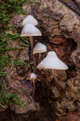 Mycena sp - Mycena